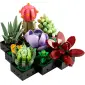 Succulents-11277