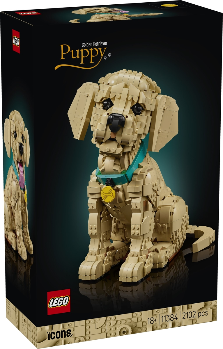 Golden Retriever Puppy
